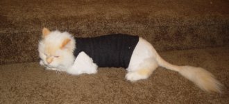 DSC00309.jpg