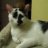 catwyrm
