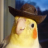 duckmuffin